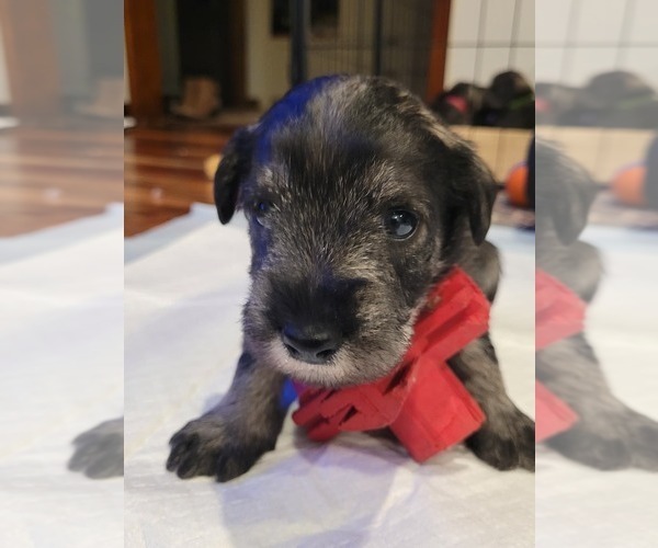 Medium Photo #1 Schnauzer (Standard) Puppy For Sale in RICHMOND, VA, USA