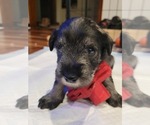 Puppy Milo Schnauzer (Standard)
