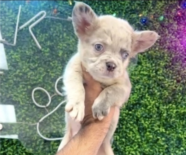 Medium Photo #11 French Bulldog Puppy For Sale in NORTHBROOK, IL, USA