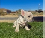Small #9 French Bulldog