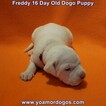 Small Photo #212 Dogo Argentino Puppy For Sale in PINEVILLE, MO, USA