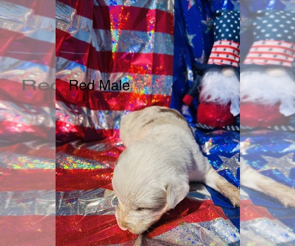 Medium Photo #10 Australian Shepherd Puppy For Sale in COTOPAXI, CO, USA