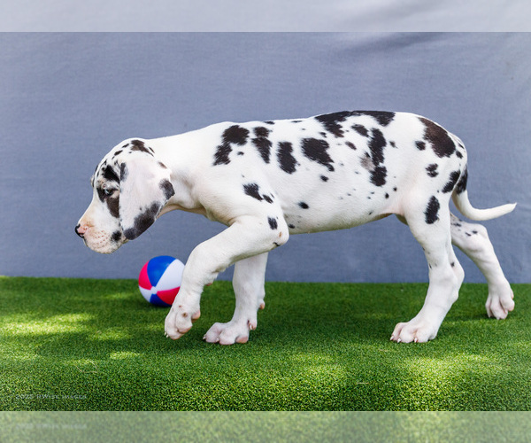 Medium Photo #188 Great Dane Puppy For Sale in WAKARUSA, IN, USA