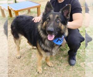 German Shepherd Dog Dogs for adoption in San Antonio, TX, USA