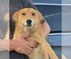 Goberian Dogs for adoption in Mukwonago, WI, USA
