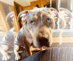Small #4 American Pit Bull Terrier-Labrador Retriever Mix