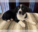 Small Photo #1 Borador Puppy For Sale in Lake Elsinore, CA, USA