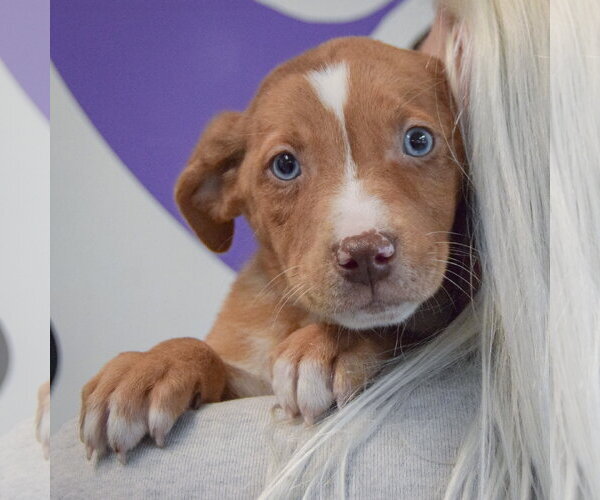 Medium Photo #5 Catahoula Leopard Dog-Labrador Retriever Mix Puppy For Sale in Huntley, IL, USA