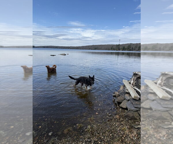 Medium Photo #14 Mutt Puppy For Sale in Elmsford, NY, USA