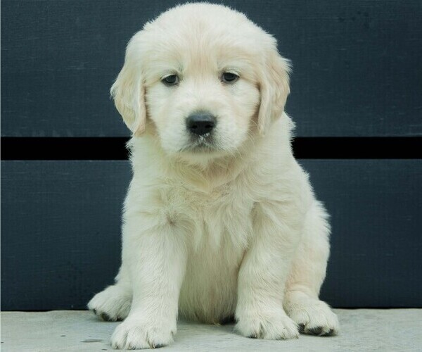 Medium Photo #2 Golden Retriever Puppy For Sale in MISHAWAKA, IN, USA