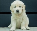 Small Photo #21 Golden Retriever Puppy For Sale in MISHAWAKA, IN, USA