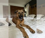 Small #1 Retriever  Mix