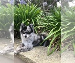 Small Photo #1 Pomeranian Puppy For Sale in MONTEREY, CA, USA