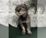 Small Photo #1 Schnauzer (Miniature) Puppy For Sale in CAMBRIDGE, MA, USA