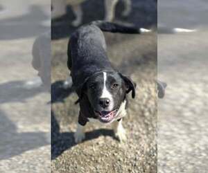 Pearl - Female Saint Bernard-Unknown Mix Dog for Adoption - Photo #6