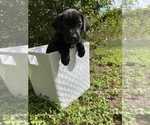 Small Photo #3 Labrador Retriever Puppy For Sale in ELGIN, TX, USA