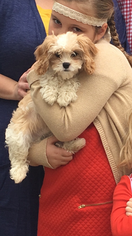 Cavachon Puppy for sale in WOOSTER, OH, USA