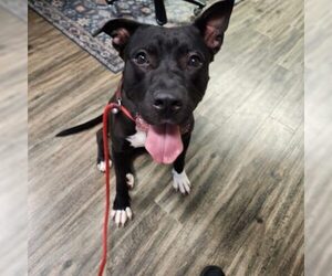 American Pit Bull Terrier-Unknown Mix Dogs for adoption in St. Cloud, FL, USA
