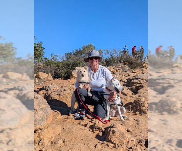 Medium Photo #10 Mutt Puppy For Sale in San Diego, CA, USA