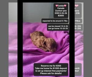 Poodle (Toy)-Zuchon Mix Puppy for sale in TUCSON, AZ, USA