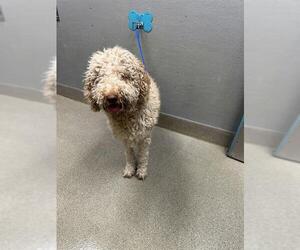 Poodle (Standard)-Unknown Mix Dogs for adoption in Las Vegas, NV, USA