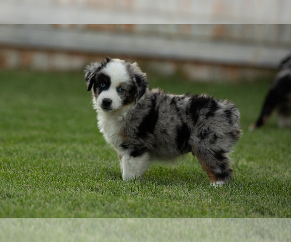Medium Photo #1 Miniature Australian Shepherd Puppy For Sale in EUREKA, NV, USA