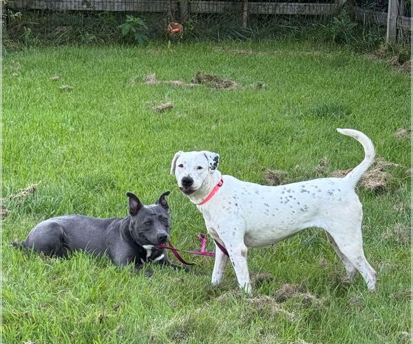 Medium Photo #2 American Pit Bull Terrier-Labrador Retriever Mix Puppy For Sale in Germantown, OH, USA