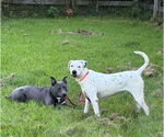 Small #1 American Pit Bull Terrier-Labrador Retriever Mix