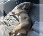 Small #21 American Pit Bull Terrier Mix