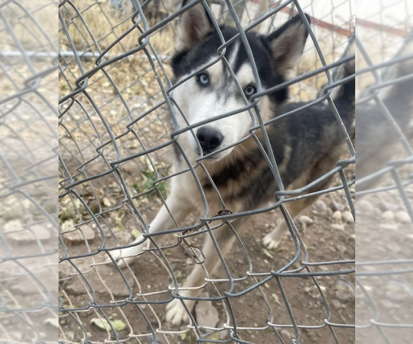Medium Photo #4 Siberian Husky Puppy For Sale in Williamsburg, NM, USA