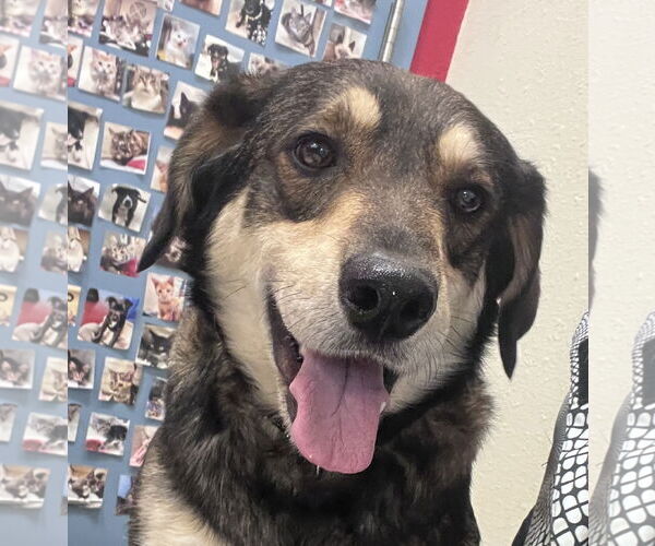 Medium Photo #9 Labsky Puppy For Sale in Webster, WI, USA