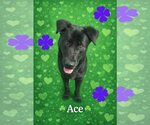 Small #1 Labrador Retriever Mix