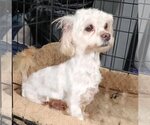 Small Photo #3 Lhasa Apso Puppy For Sale in Spring, TX, USA