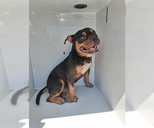 Staffordshire Bull Terrier-Unknown Mix Dogs for adoption in Houston, TX, USA