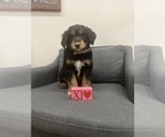 Small Photo #7 Aussiedoodle Miniature  Puppy For Sale in CENTRALIA, IL, USA
