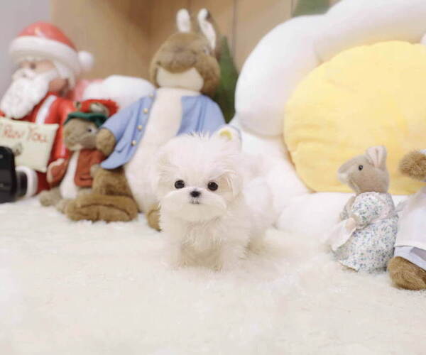 Medium Photo #3 Maltese Puppy For Sale in Seoul, Seoul, Korea, South
