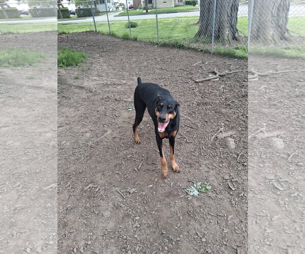 Medium Photo #1 Doberman Pinscher Puppy For Sale in Aurora, OH, USA