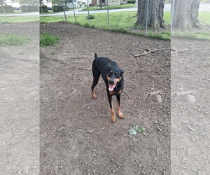 Doberman Pinscher Dogs for adoption in Aurora, OH, USA