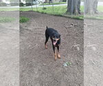 Small Doberman Pinscher