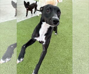 Jessi *Arriving 2/20* - Female Jack Russell Terrier-Labrador Retriever Mix Dog for Adoption - Photo #5