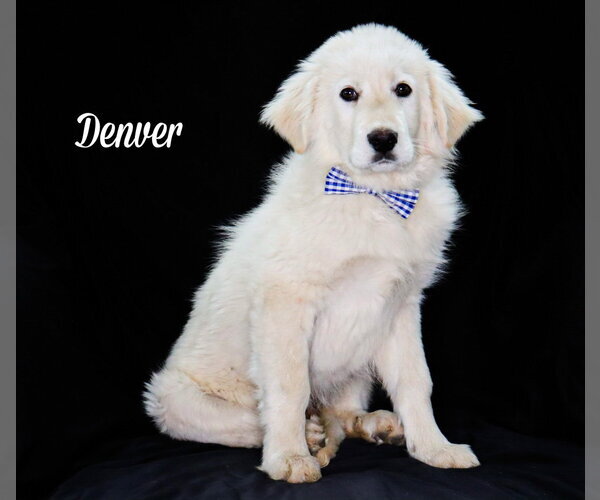 Medium Photo #1 Carolina Dog-Great Pyrenees Mix Puppy For Sale in Chouteau, OK, USA
