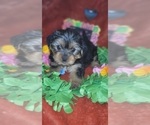 Small Photo #57 Yorkshire Terrier Puppy For Sale in AKRON, OH, USA