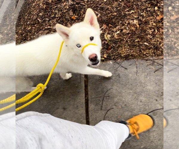 Medium Photo #20 Huskies -Unknown Mix Puppy For Sale in Sandy, UT, USA