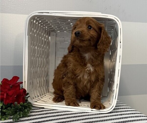 Medium Photo #4 Cavapoo Puppy For Sale in STANLEY, WI, USA