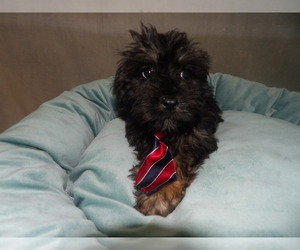 YorkiePoo Puppy for sale in PATERSON, NJ, USA