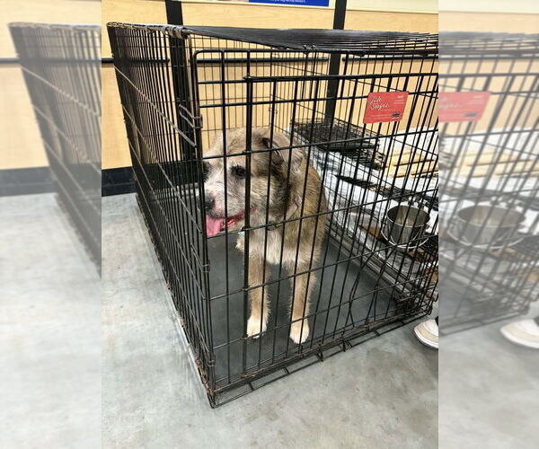 Medium Photo #4 Mutt Puppy For Sale in Abbeville, LA, USA