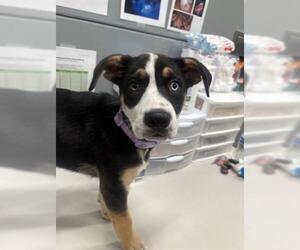 German Shepherd Dog-Unknown Mix Dogs for adoption in San Martin, CA, USA