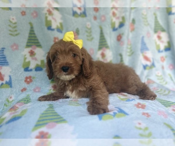 Medium Photo #2 Cock-A-Poo Puppy For Sale in LAKELAND, FL, USA
