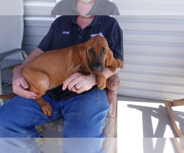 Medium Photo #6 Bloodhound Puppy For Sale in JEROME, ID, USA