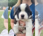 Small Photo #3 Saint Bernard Puppy For Sale in BETHEL, MO, USA